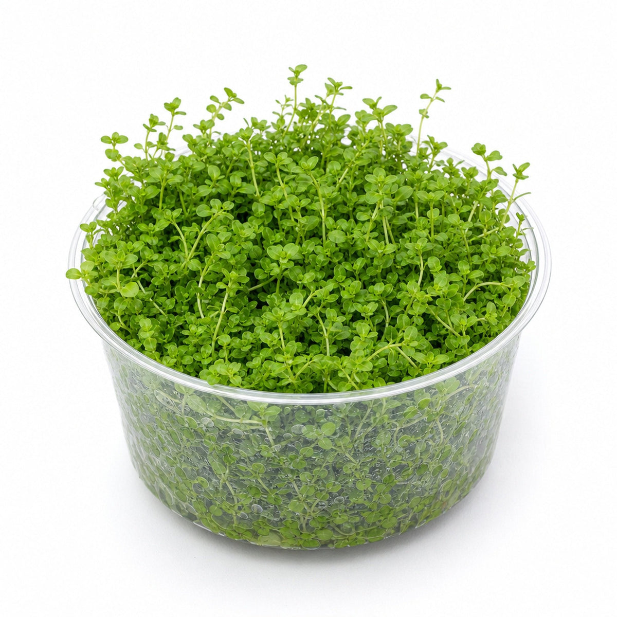 Live Aquarium Plant product image 2