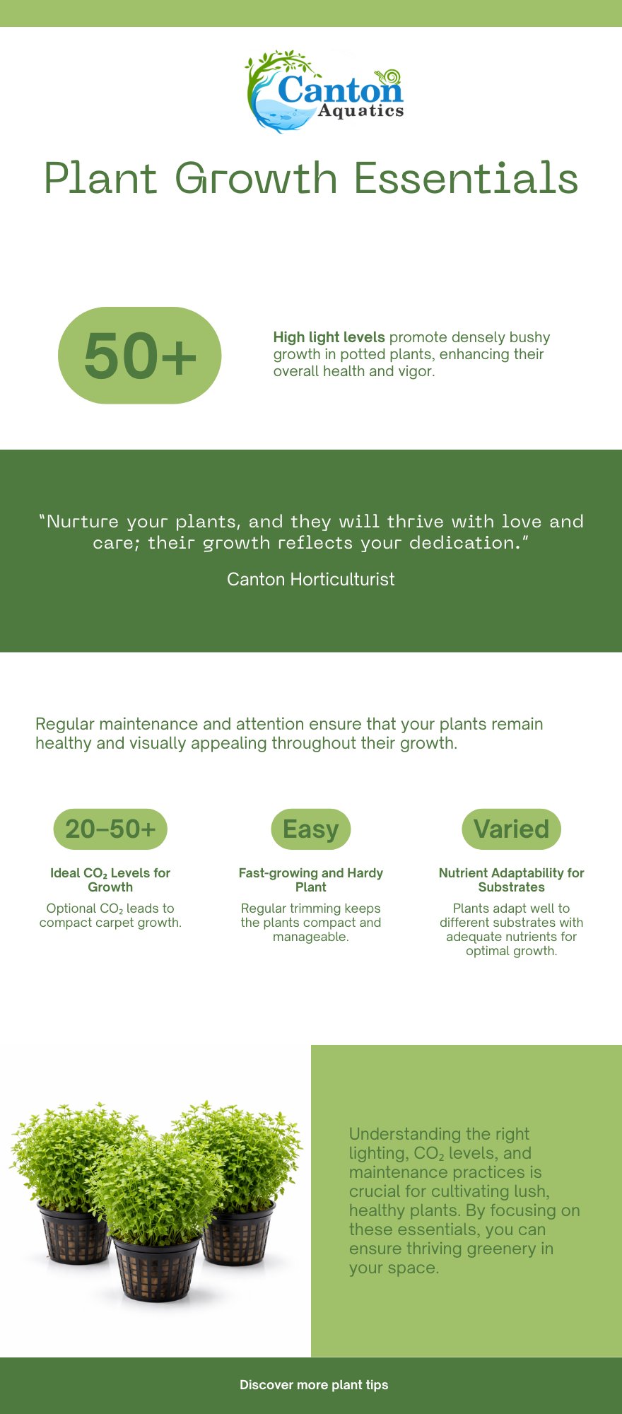 Live Aquarium Plant product image 4