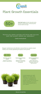 Live Aquarium Plant product image 4