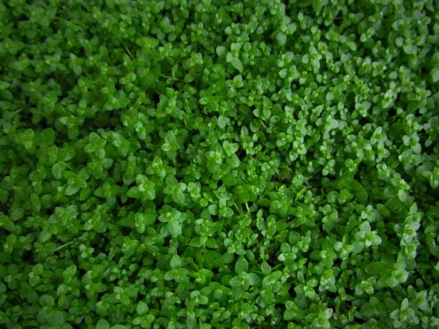 Live Aquarium Plant product image 6
