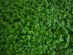 Live Aquarium Plant product image 6