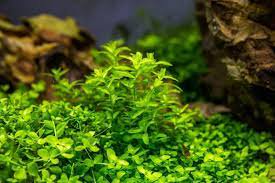 Live Aquarium Plant product image 7
