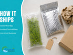 Live Aquarium Plant product image 8