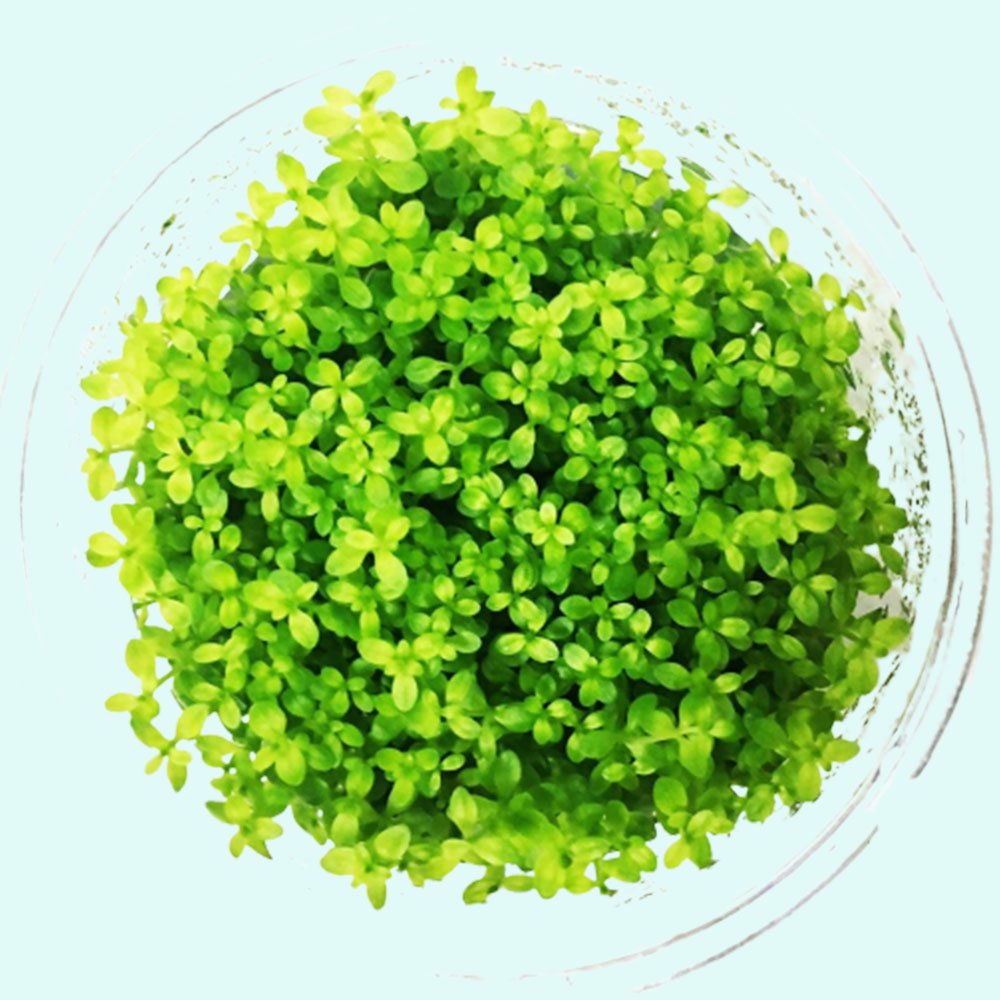 Live Aquarium Plant product image 9