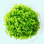 Live Aquarium Plant product image 9