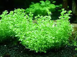 Live Aquarium Plant product image 10