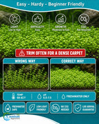 Live Aquarium Plant product image 11