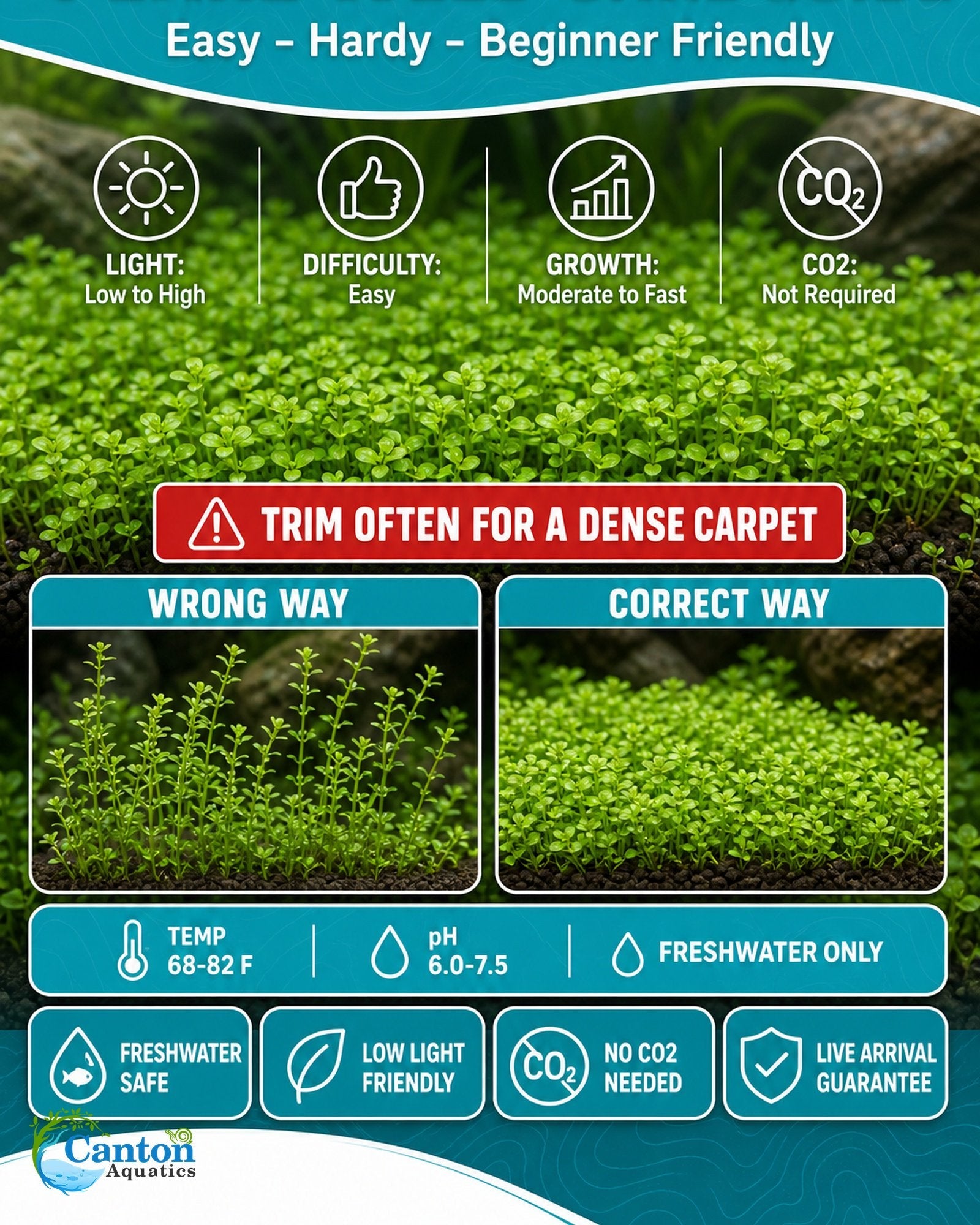 Live Aquarium Plant product image 11