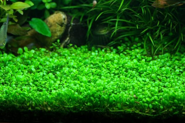 Live Aquarium Plant product image 12