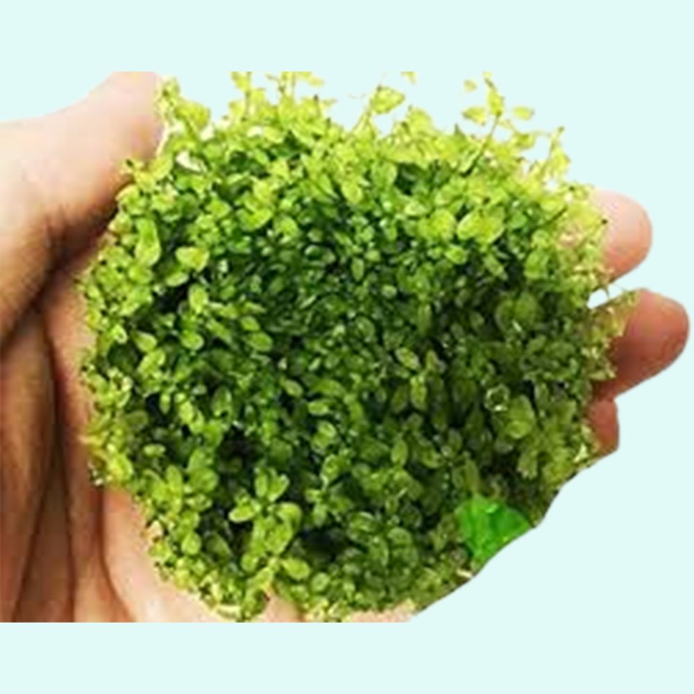 Live Aquarium Plant product image 13