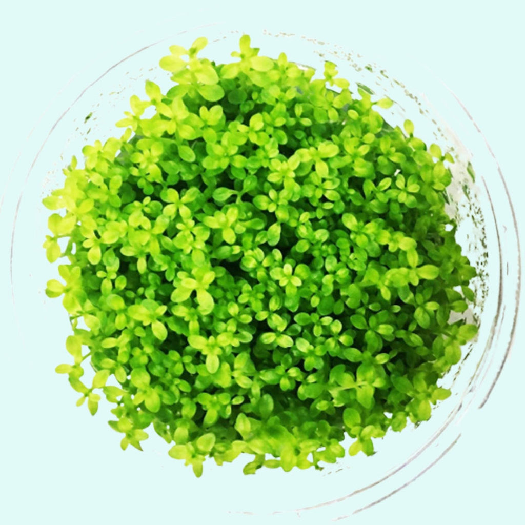 Live Aquarium Plant product image 14