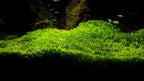 Live Aquarium Plant product image 15