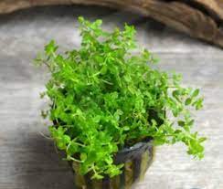 Live Aquarium Plant product image 16