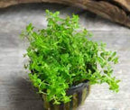 Live Aquarium Plant product image 16