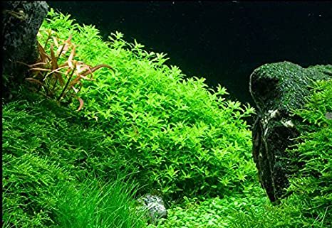 Live Aquarium Plant product image 18