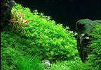 Live Aquarium Plant product image 18