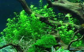 Live Aquarium Plant product image 19