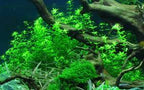 Live Aquarium Plant product image 19