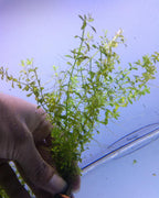 Live Aquarium Plant product image 20