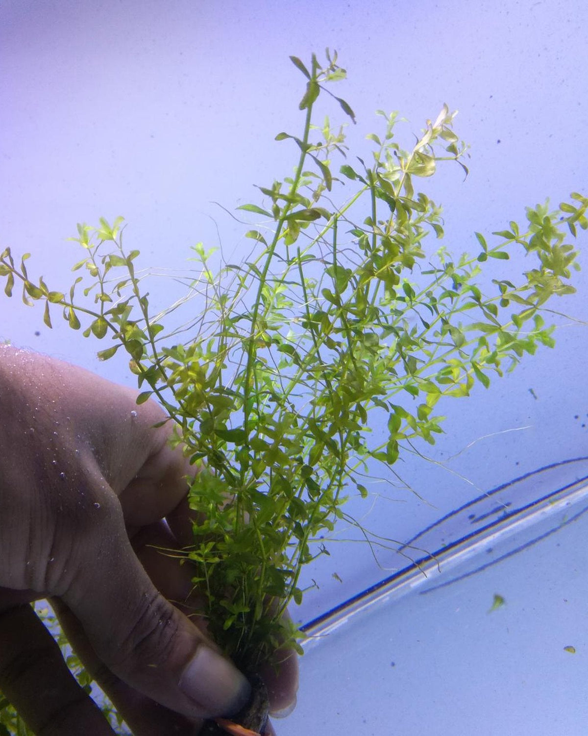 Live Aquarium Plant product image 20