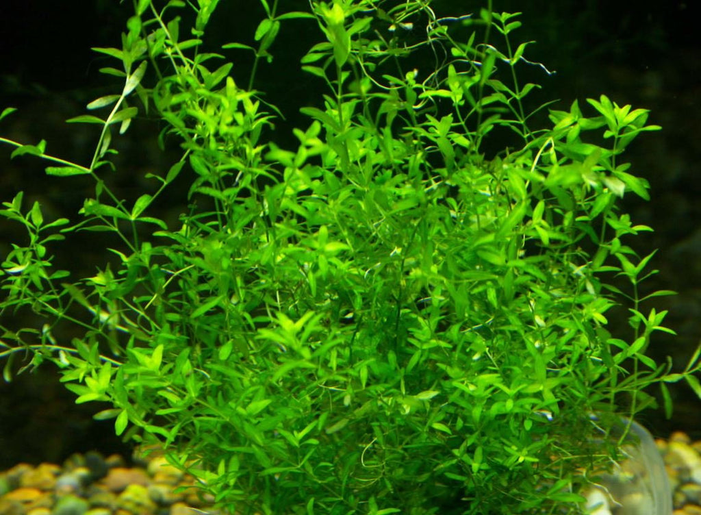 Live Aquarium Plant product image 21