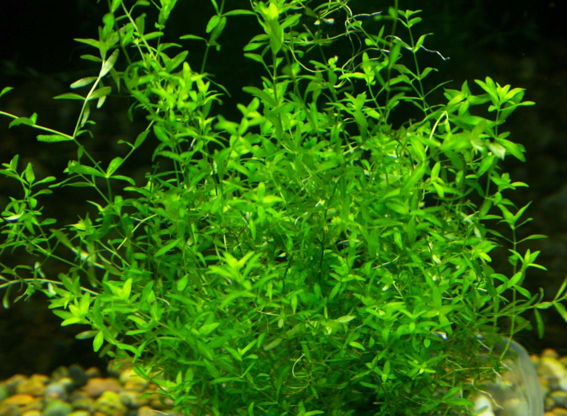 Live Aquarium Plant product image 21