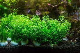 Live Aquarium Plant product image 22