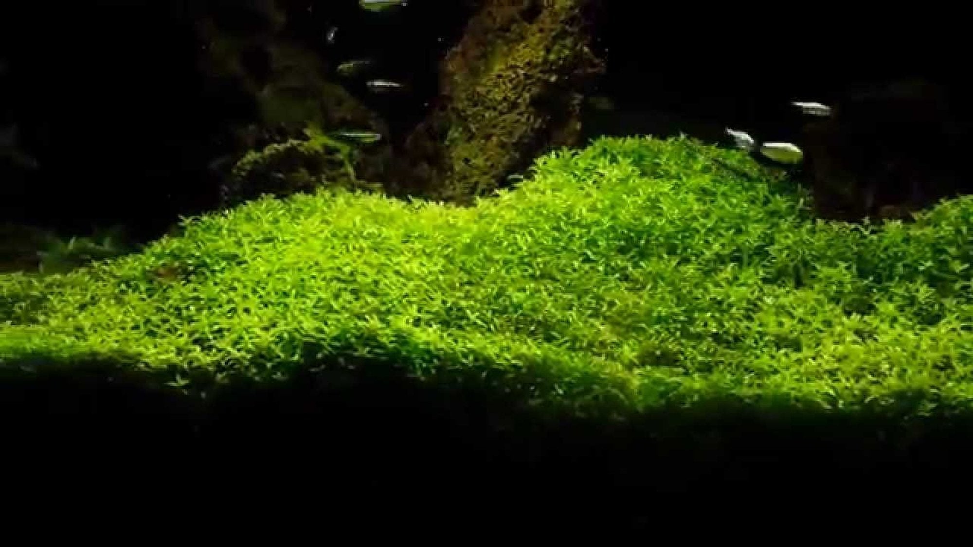 Live Aquarium Plant product image 23