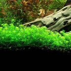 Live Aquarium Plant product image 24