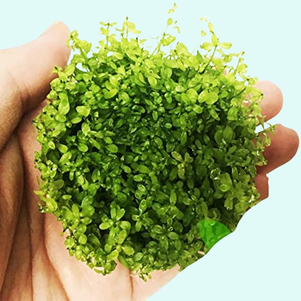 Live Aquarium Plant product image 25