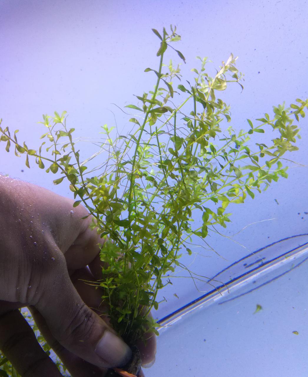 Live Aquarium Plant product image 26
