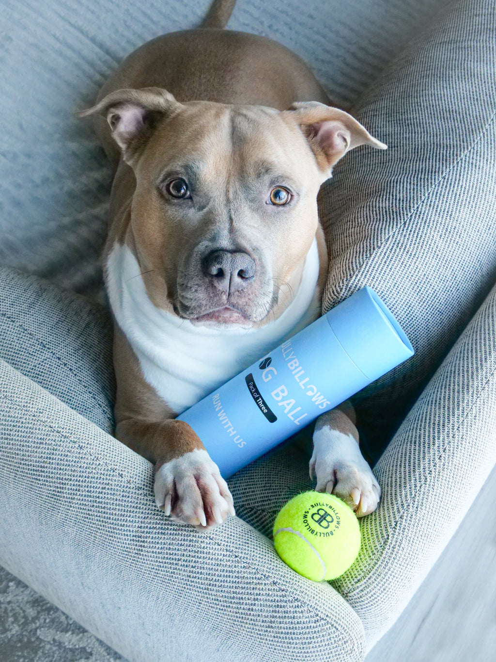 Dog Tennis Ball product image 4