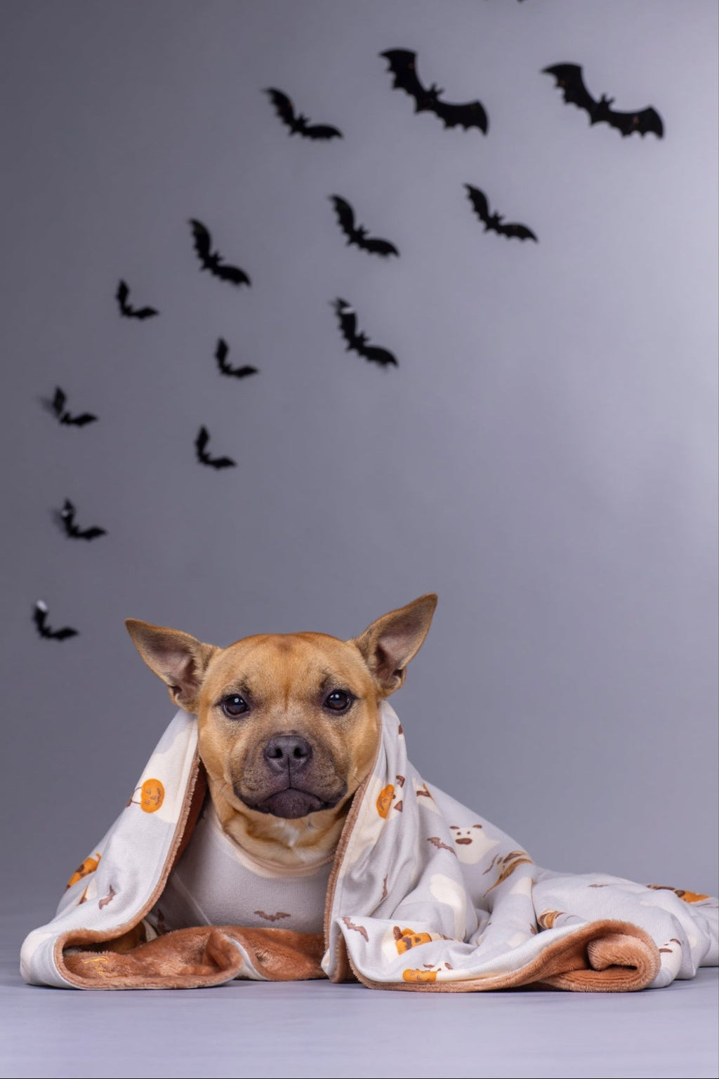 Dog Blanket product image 5