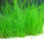 Live Aquarium Plant product image 1