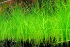Live Aquarium Plant product image 5