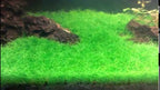 Live Aquarium Plant product image 6