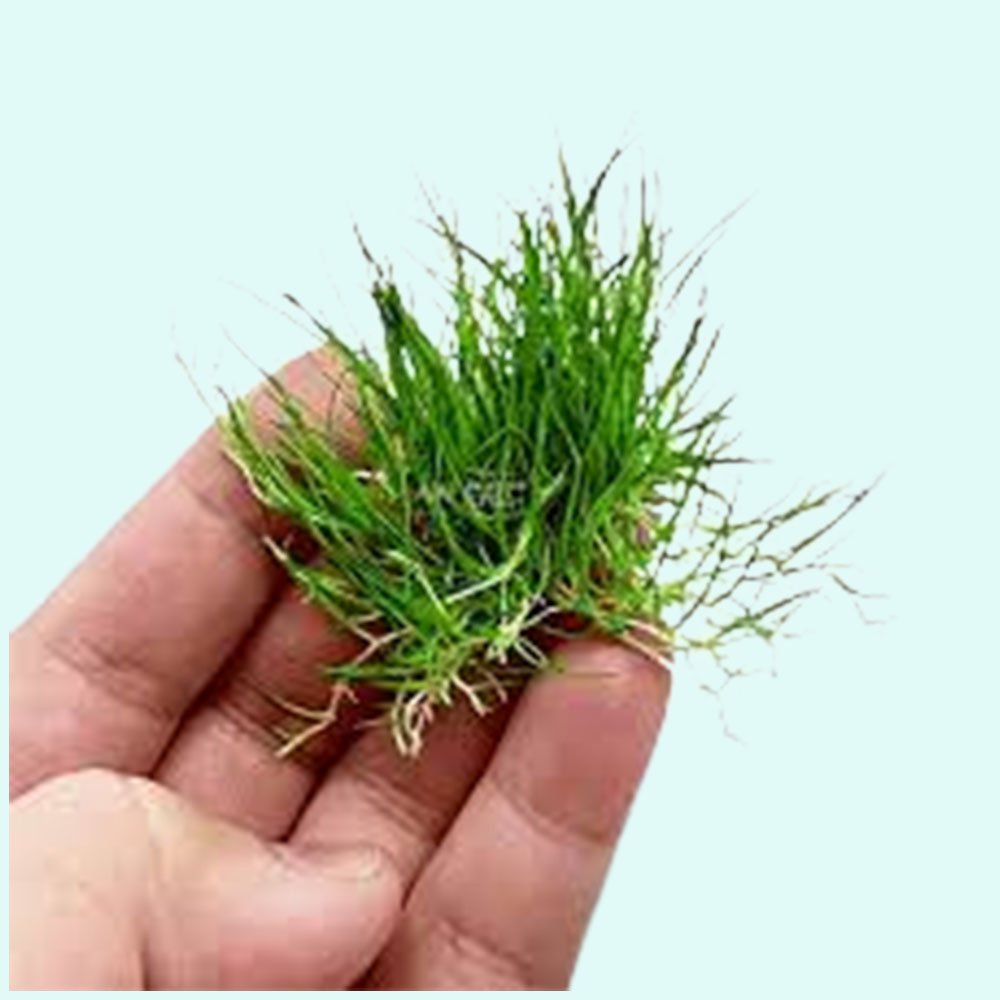 Live Aquarium Plant product image 7