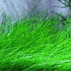 Live Aquarium Plant product image 8