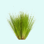 Live Aquarium Plant product image 9