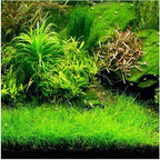 Live Aquarium Plant product image 10