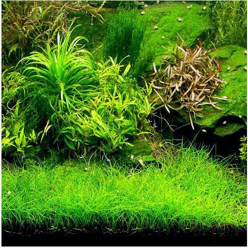 Live Aquarium Plant product image 10