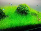 Live Aquarium Plant product image 11