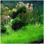 Live Aquarium Plant product image 12