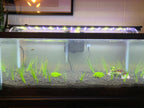 Live Aquarium Plant product image 13