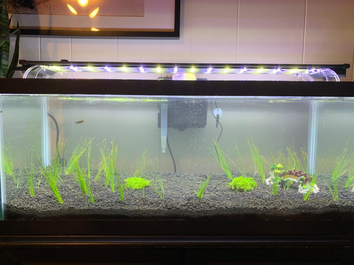 Live Aquarium Plant product image 13