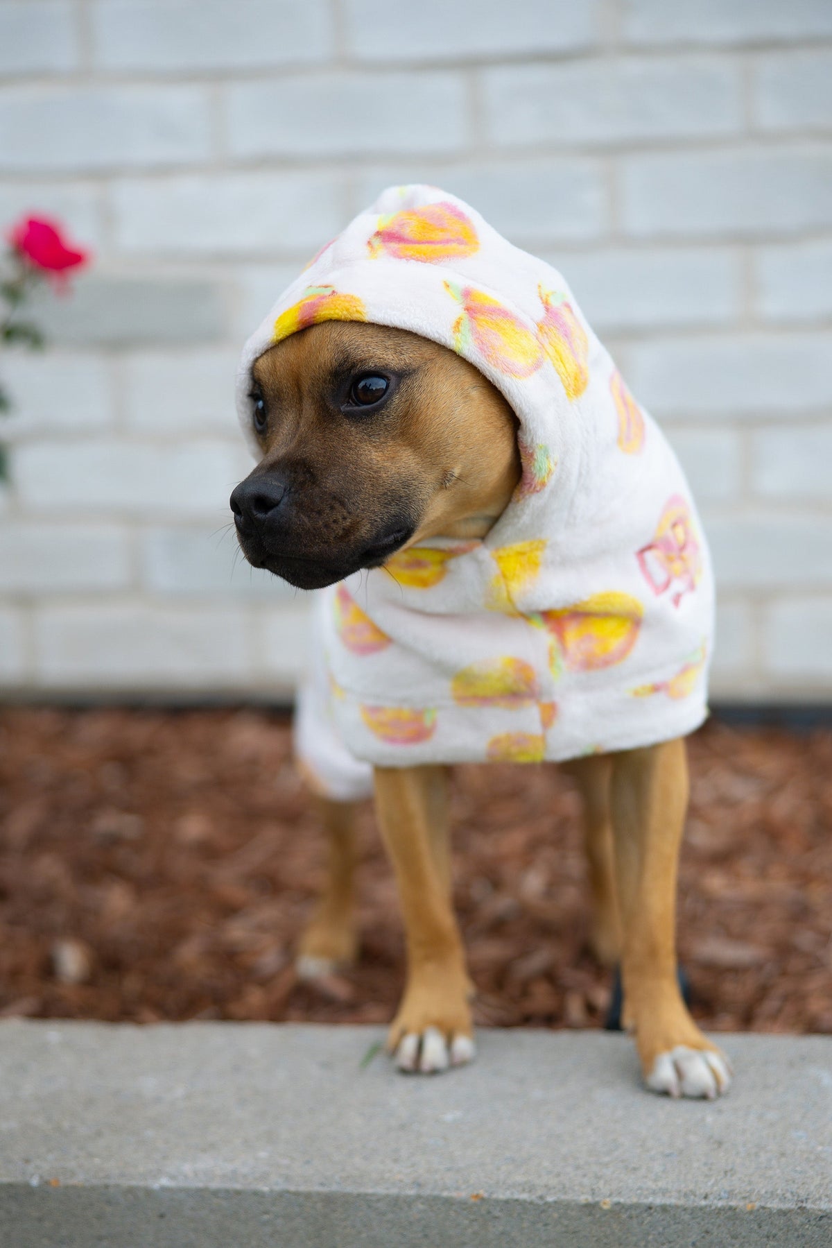 Dog Robe product image 7