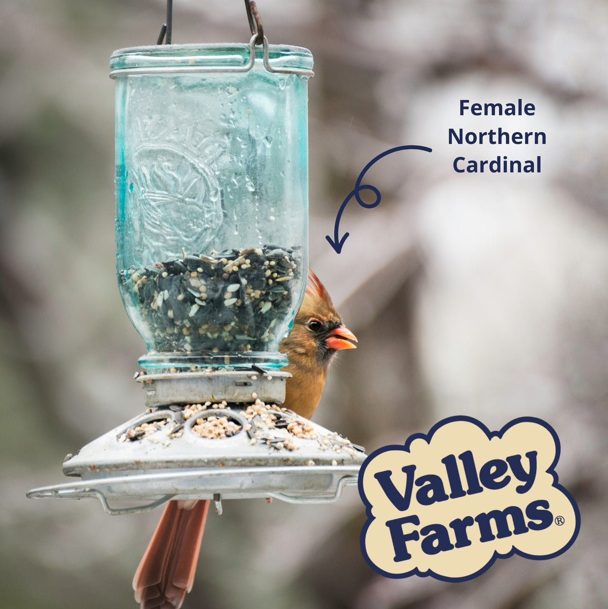 Wild Bird Food product image 7