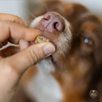 Dog Treats product image 7