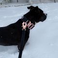 Waterproof Dog Collar product image 1
