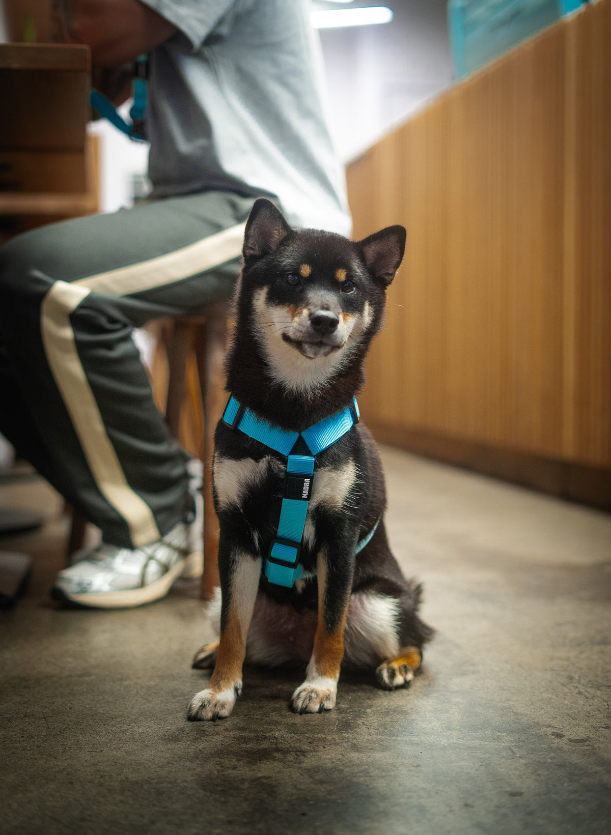 Dog Harness product image 2